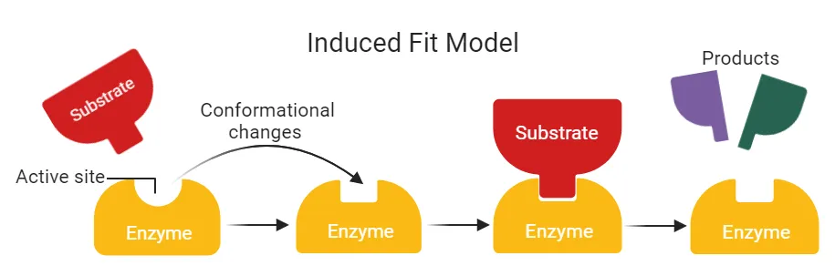 Induced Fit Model